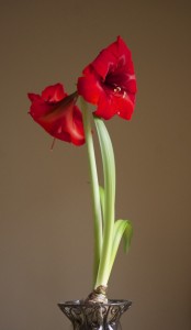 Amaryllis