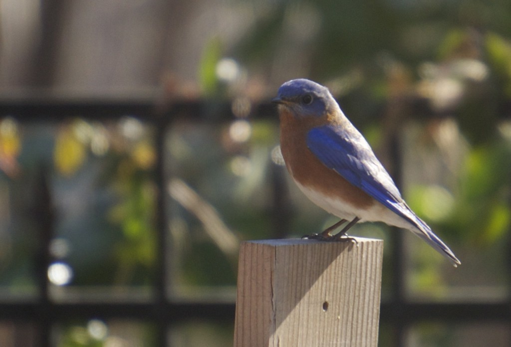 bluebirds_04