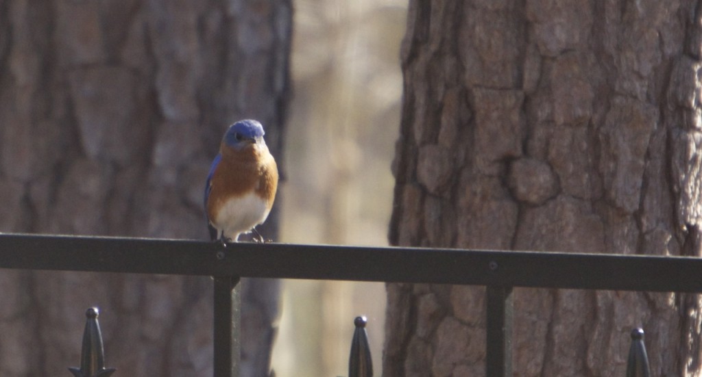 bluebirds_05