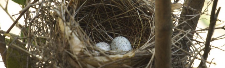 Baby Cardinals Baby Cardinals