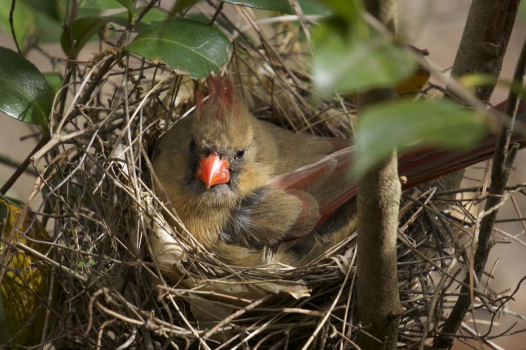 cardinals_02